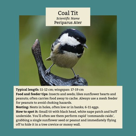 Coal Tits