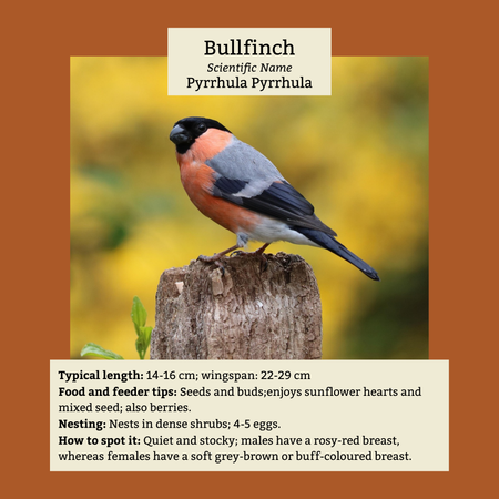 Bullfinch
