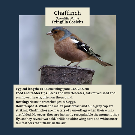 Chaffinch