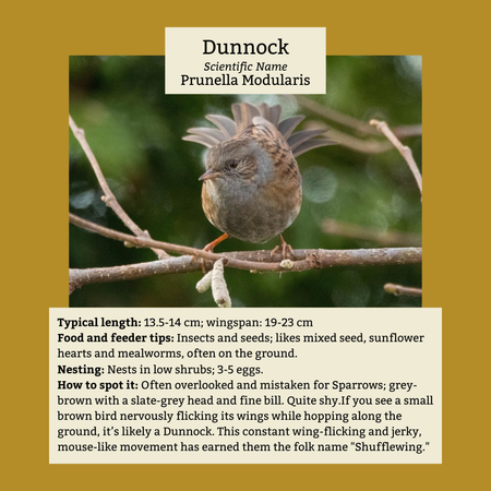 Dunnocks