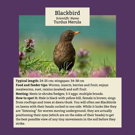 Blackbirds