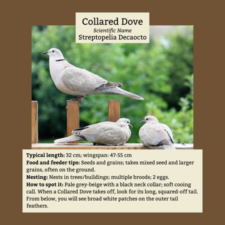 Collared Dove