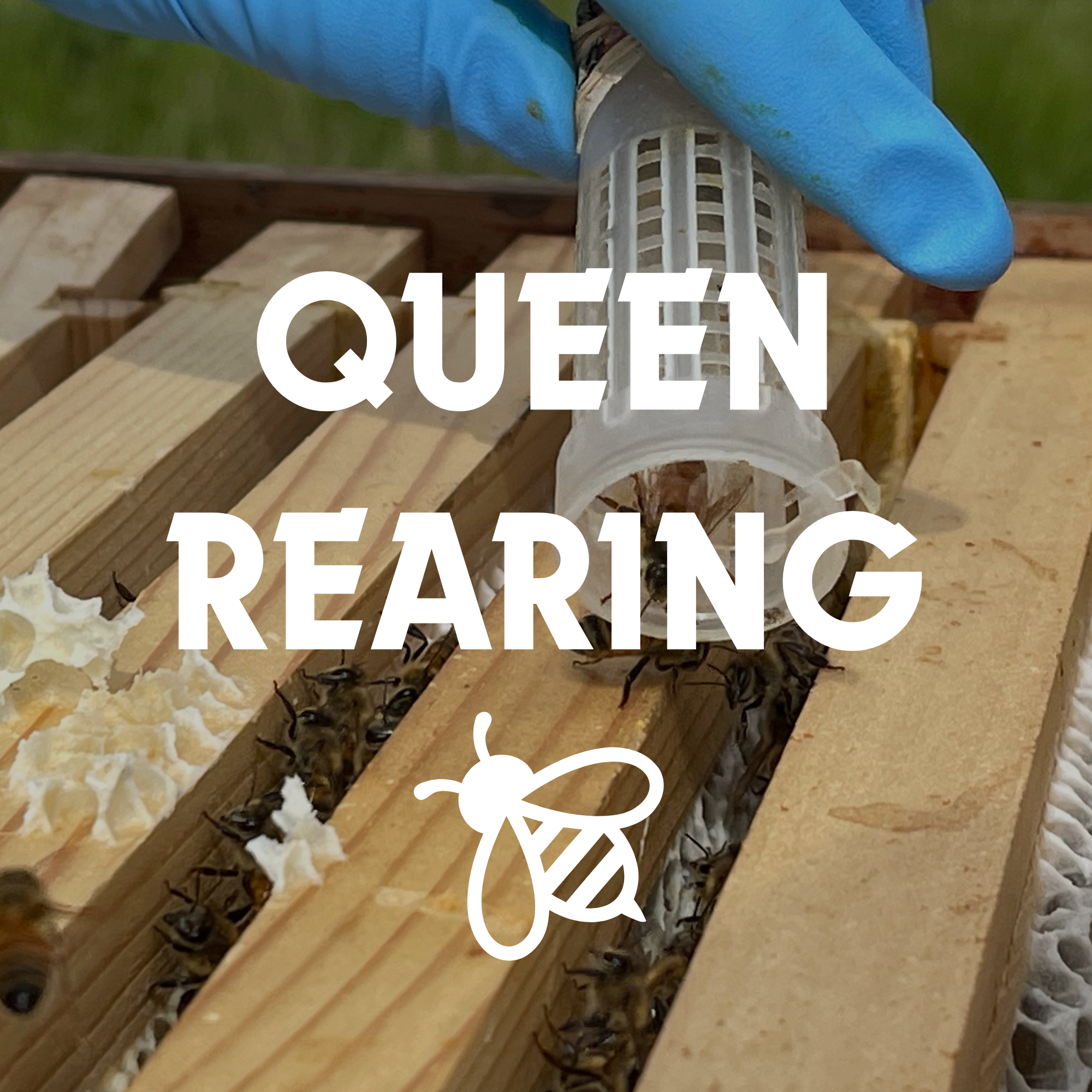 Queen Rearing