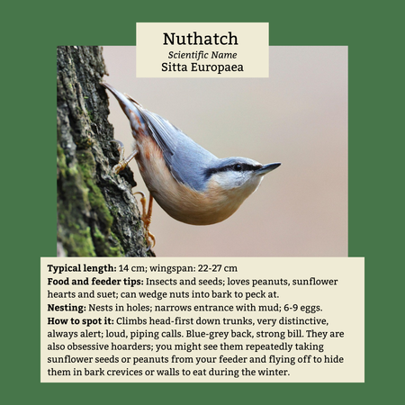 Nuthatch