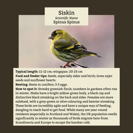 Siskin