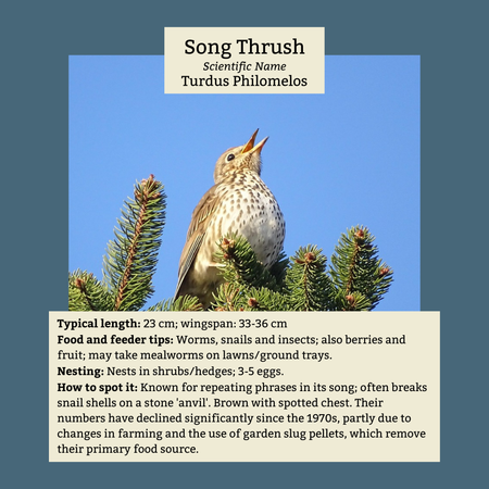 Song Thrush