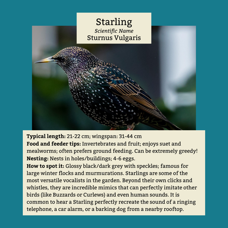 Starlings