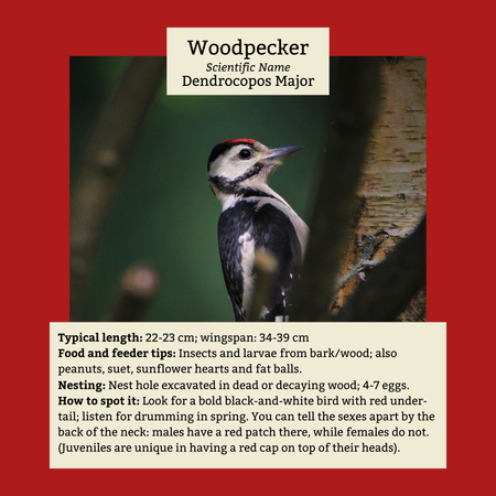 Woodpecker