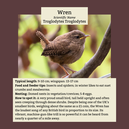 Wren