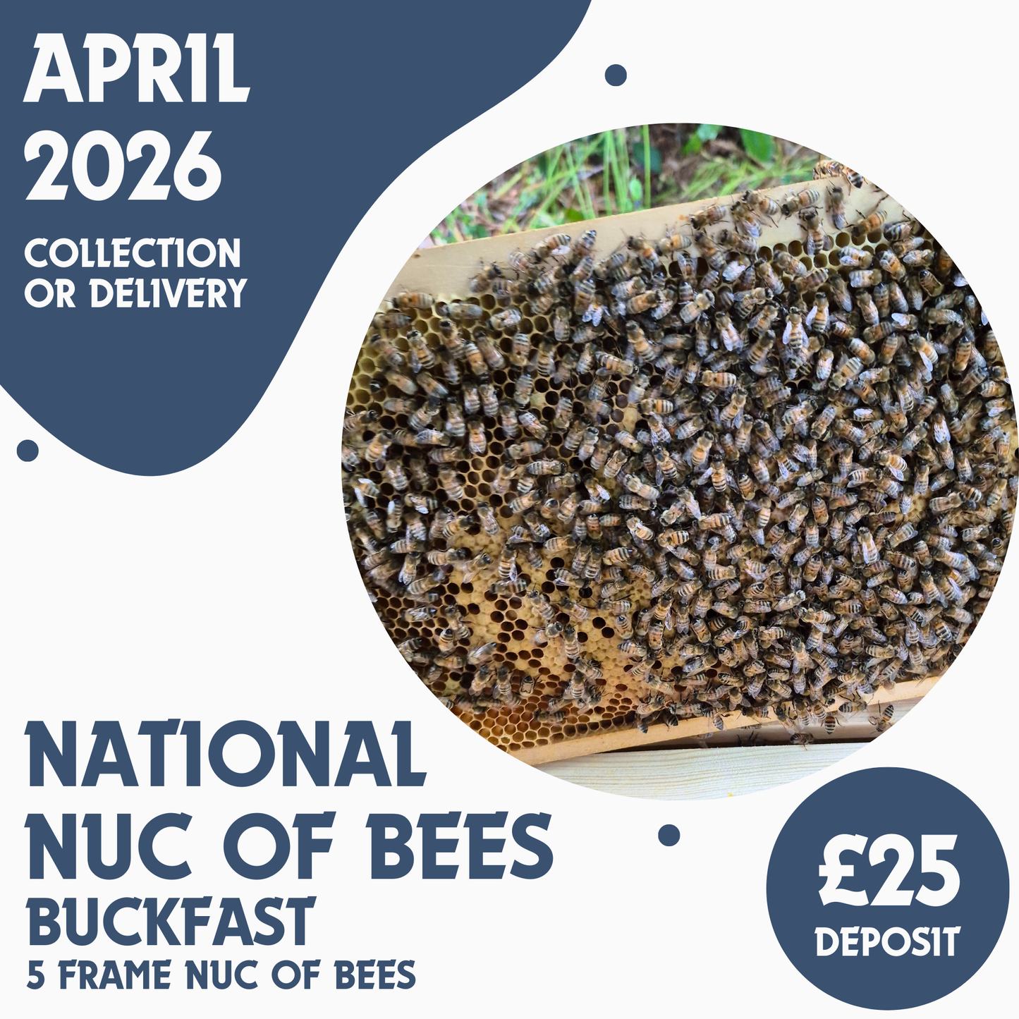 National 5 Frame Nuc of Bees - Buckfast - Ready April 2026