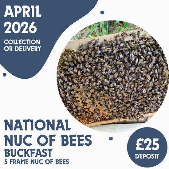National 5 Frame Nuc of Bees - Buckfast - Ready April 2026
