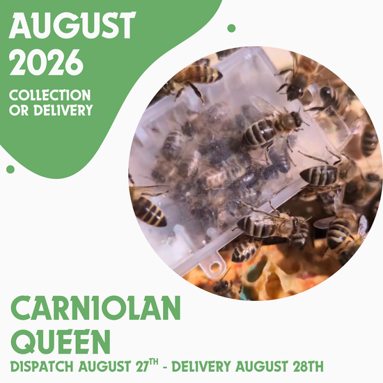 Carniolan Queen - Open Mated - Dispatch August 27th 2026