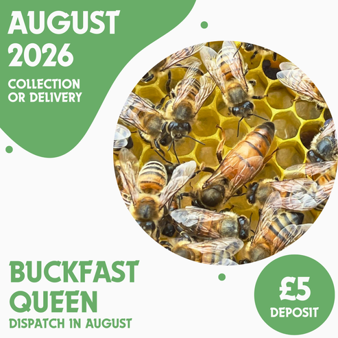 Buckfast Queen - Ready August 2026