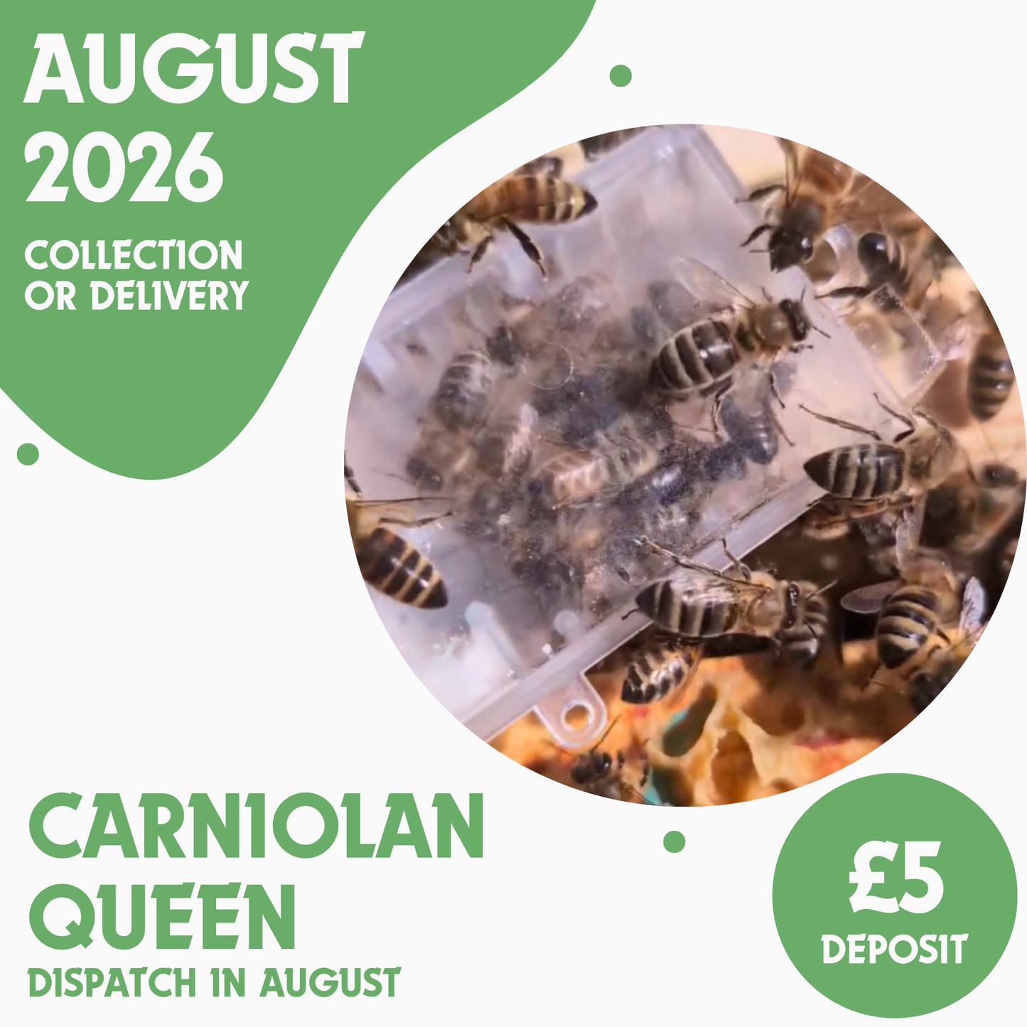 Carniolan Queen - Open Mated - Ready August 2026