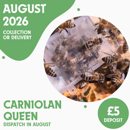 Carniolan Queen - Open Mated - Ready August 2026