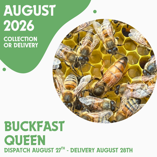 Buckfast Queen - Open Mated - Dispatch August 27th