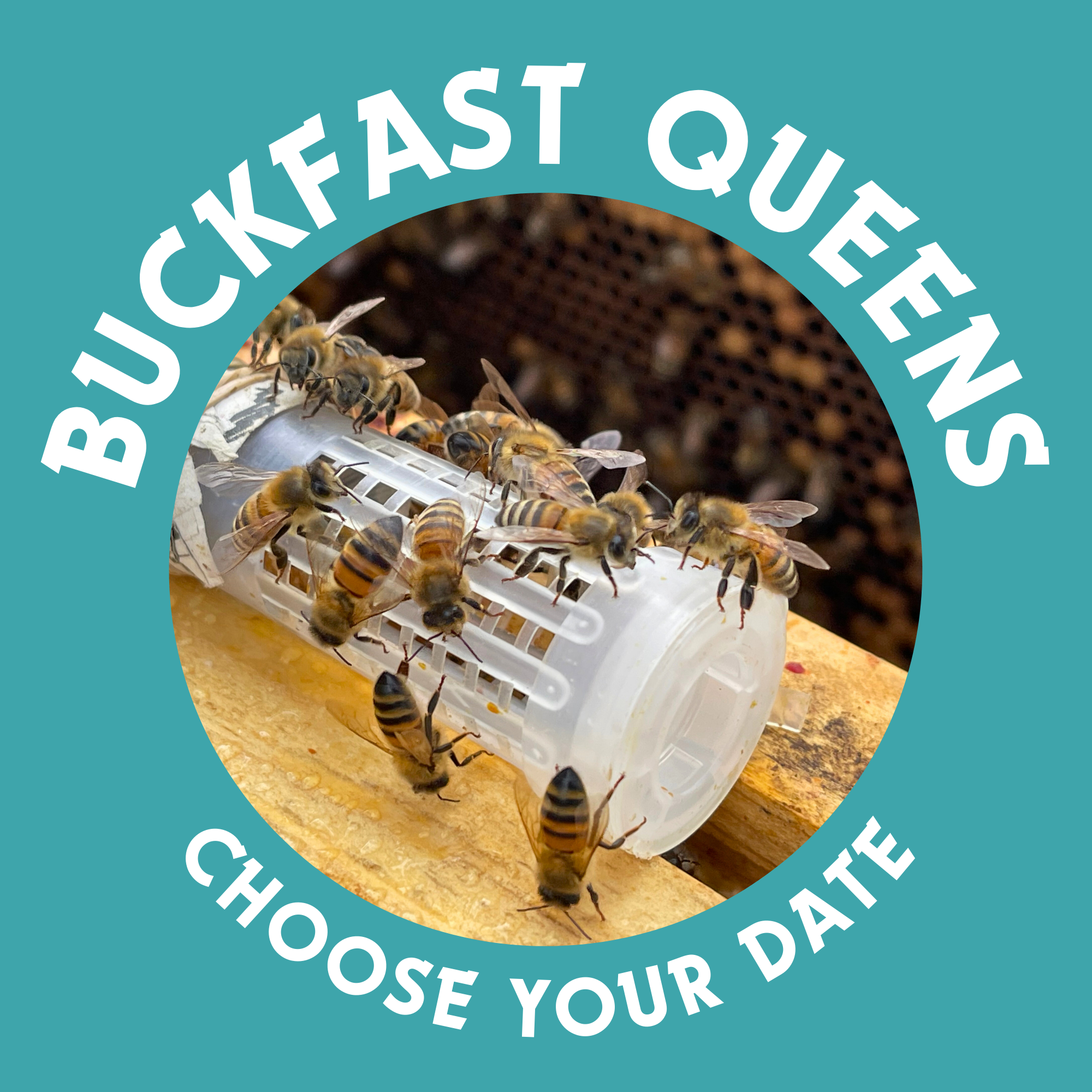 Hagen's Bees