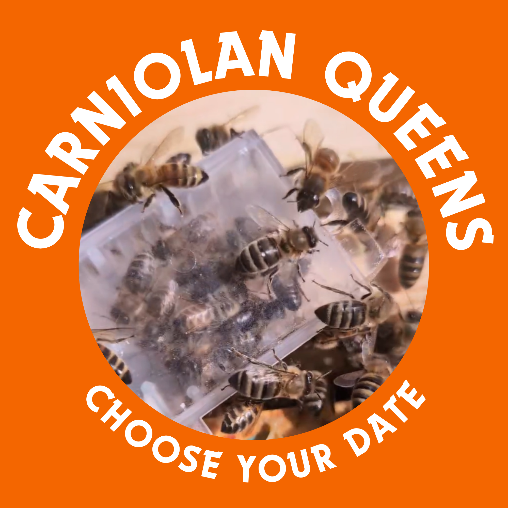 Hagen's Bees