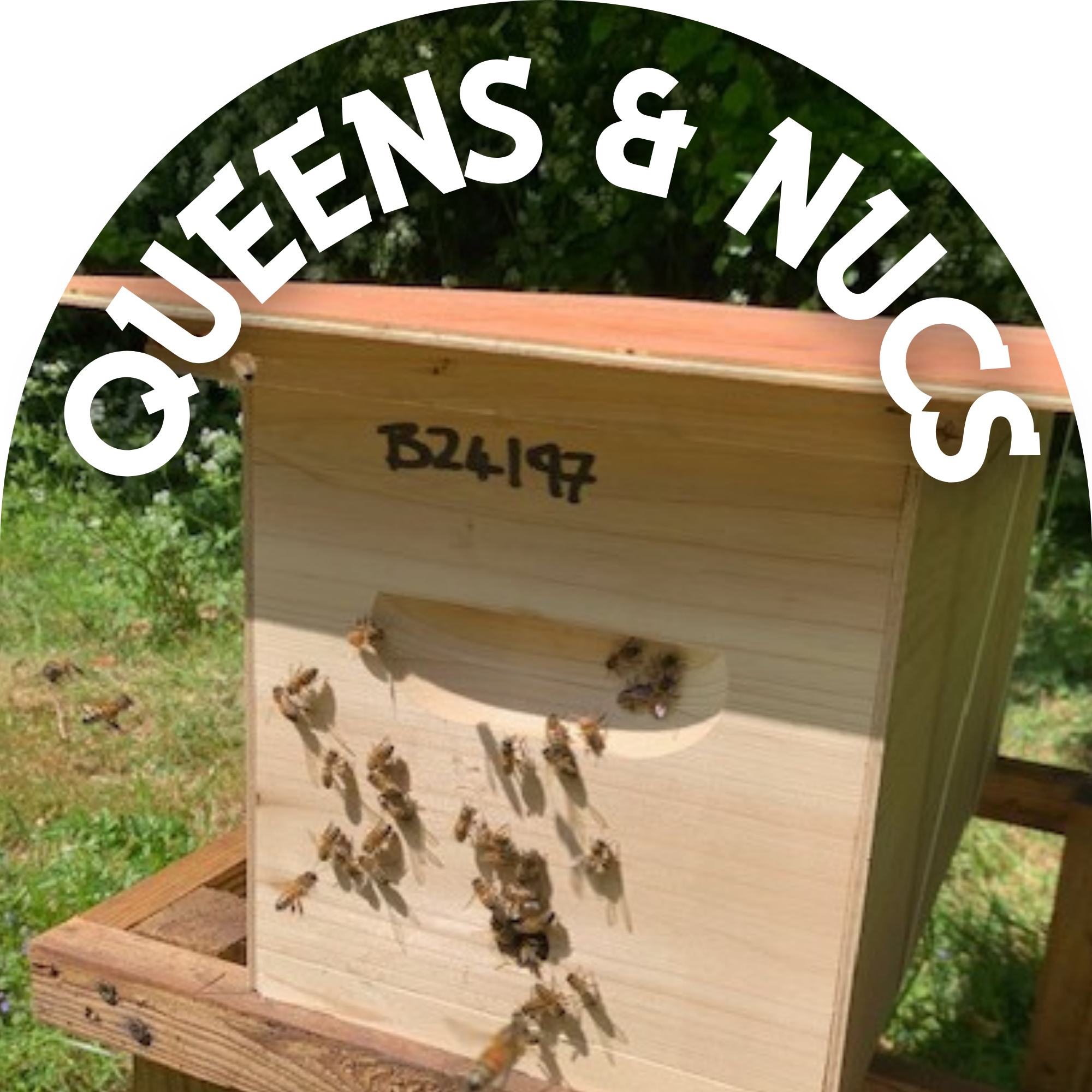 Hagen's Bees