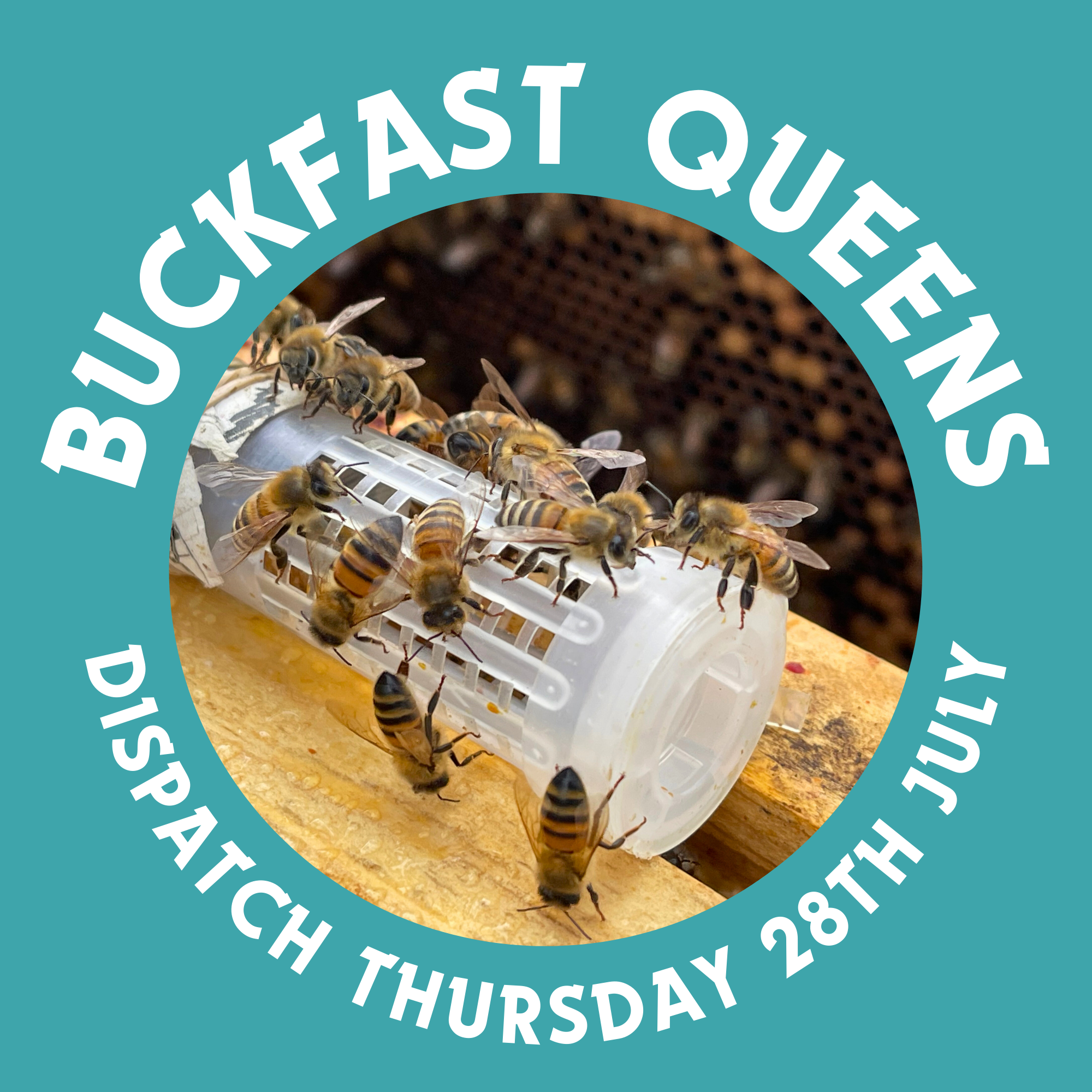 Buckfast Queen - Dispatch Thursday August 28th