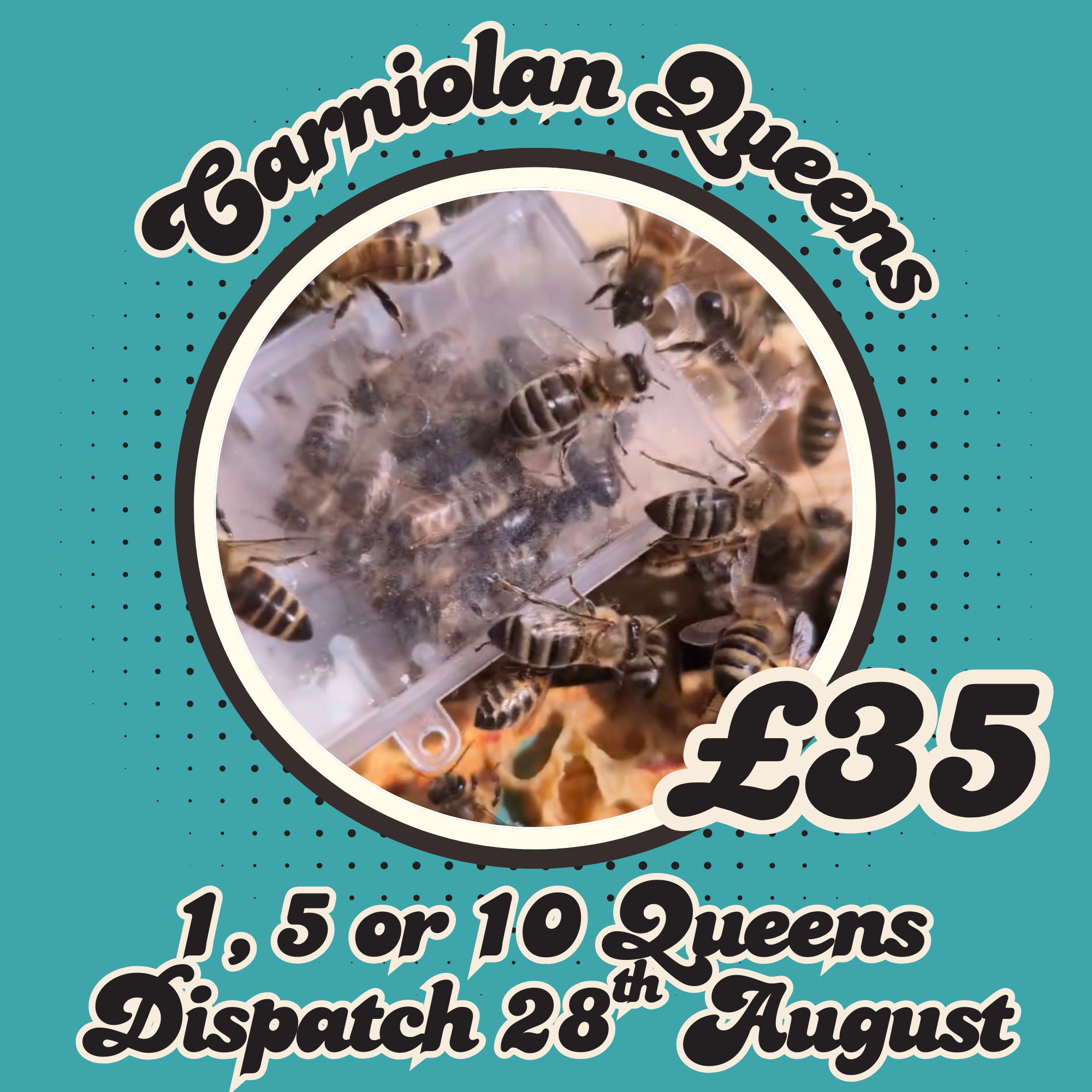 Open Mated Dark Carniolan Queen - AVAILABLE NOW