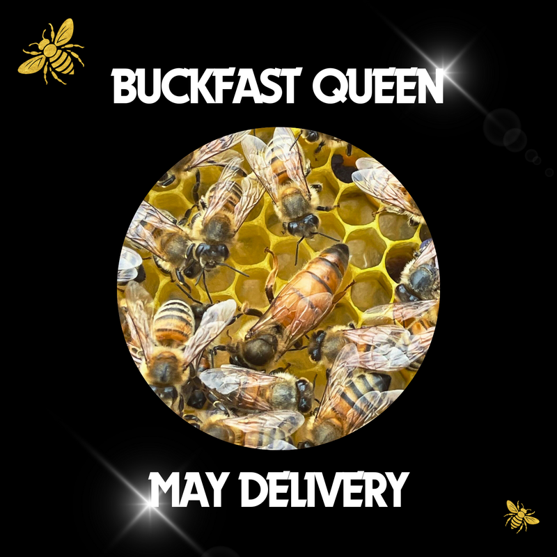 Buckfast Queen - Ready May 2026