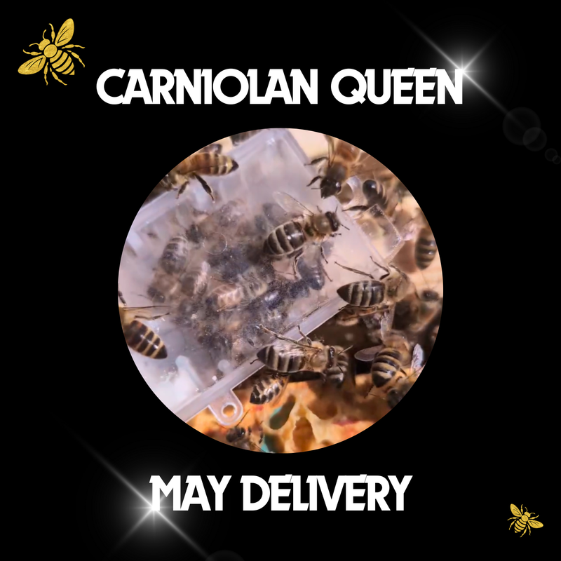 Carniolan Queen - Ready May 2026