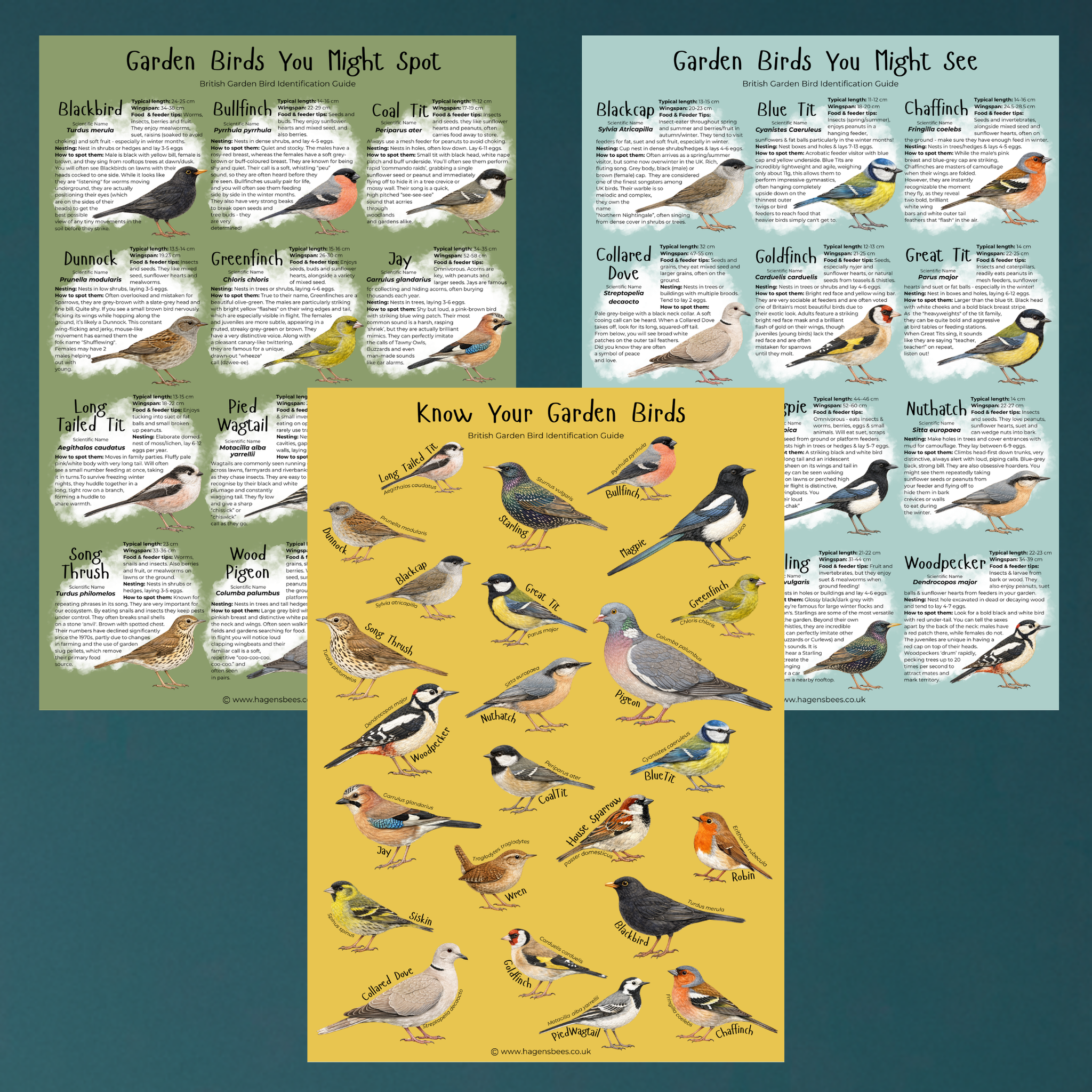 British Garden Bird 3 Poster Bundle - A1 – Educational Wildlife Identification Set