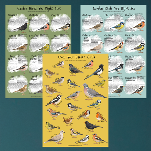 British Garden Bird Poster Bundle - A1 – Educational Wildlife Identification Set