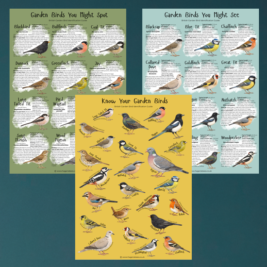 British Garden Bird Poster Bundle - A1 – Educational Wildlife Identification Set