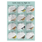 British Garden Bird Poster Bundle - A1 – Educational Wildlife Identification Set
