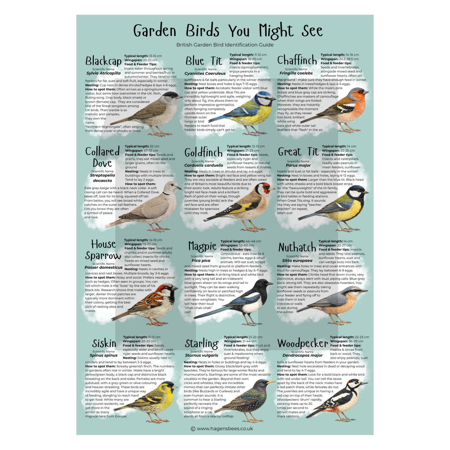 British Garden Bird Poster Bundle - A1 – Educational Wildlife Identification Set