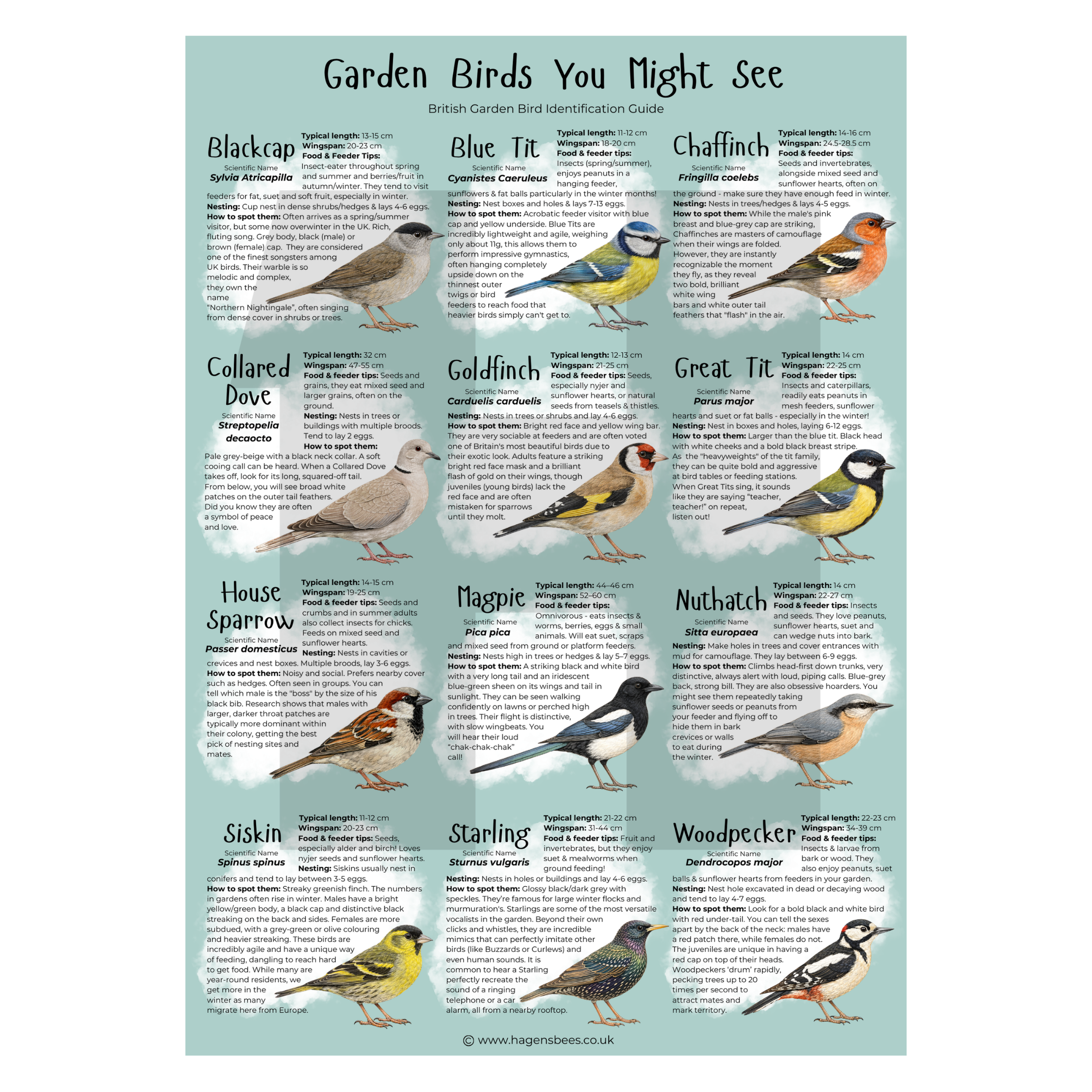 Garden Birds You Might See - British Bird Identification A1 Poster