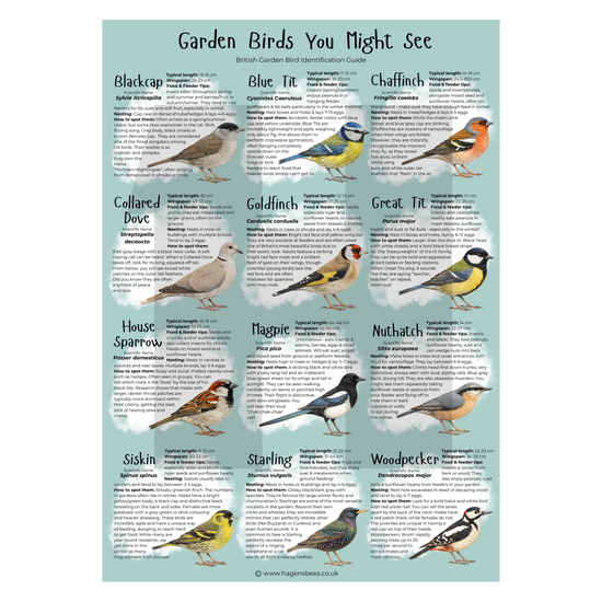 Garden Birds You Might See - British Bird Identification A1 Poster