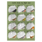 British Garden Bird Poster Bundle - A1 – Educational Wildlife Identification Set