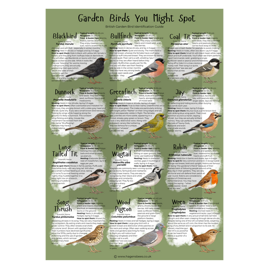 Garden Birds You Might Spot - British Bird Identification A1 Poster