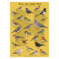 Know Your Garden Birds - British Bird Identification A1 Poster