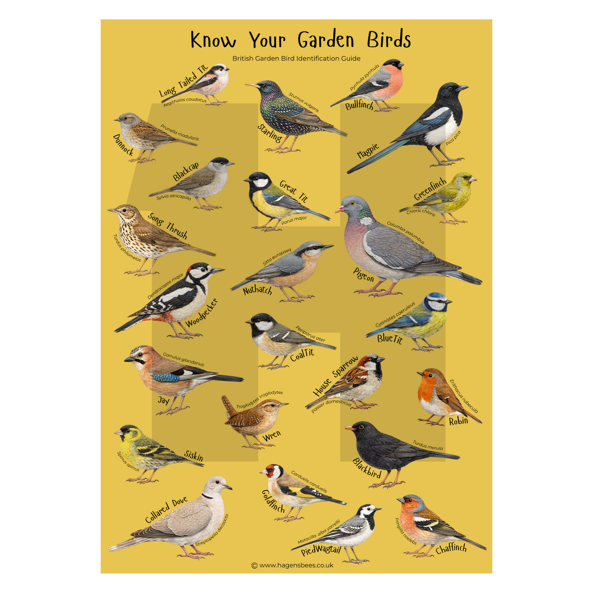 Know Your Garden Birds - British Bird Identification A1 Poster