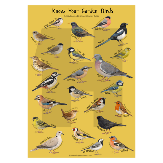 Know Your Garden Birds - British Bird Identification A1 Poster