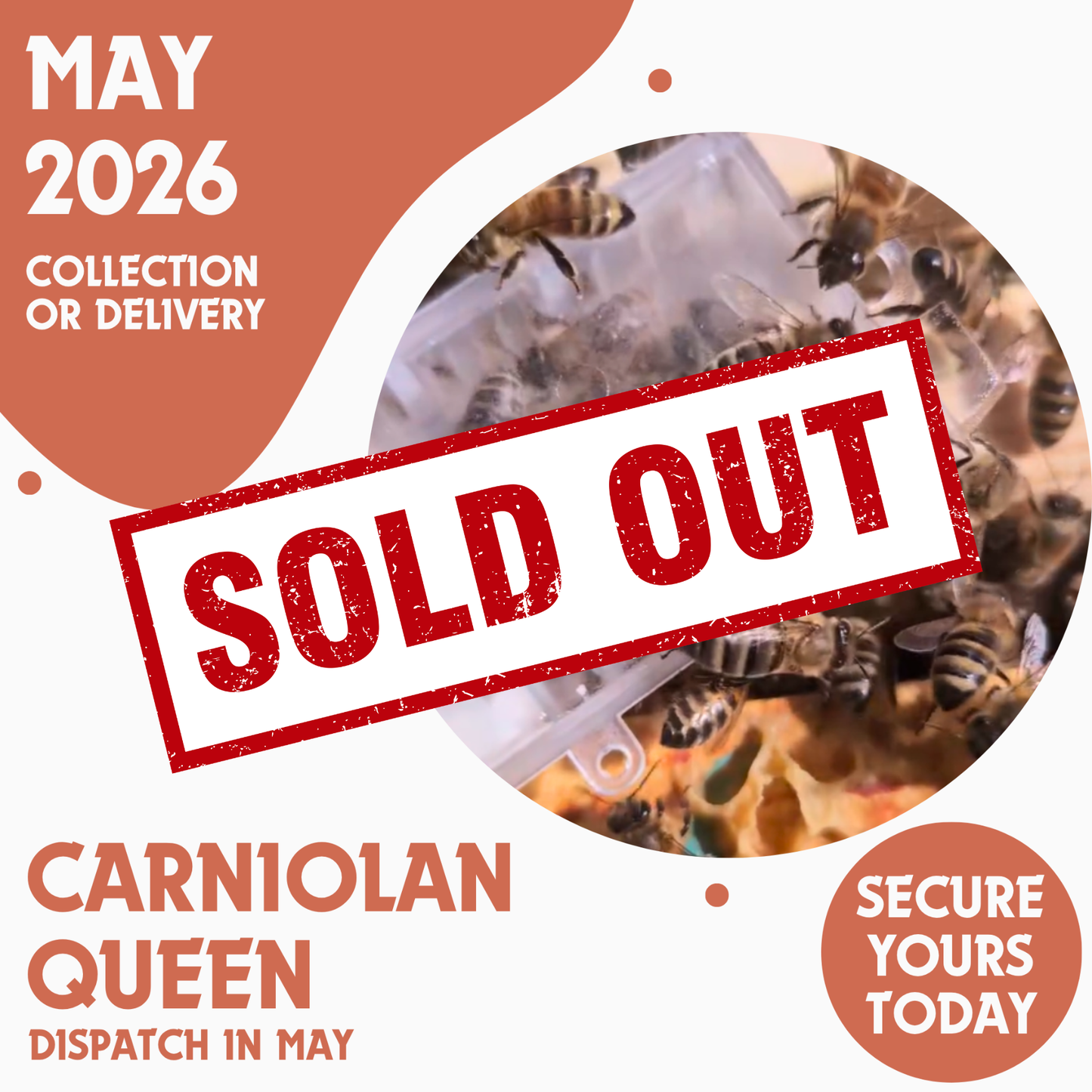Carniolan Queen - Ready May 2026