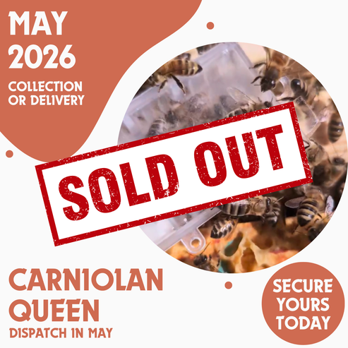 Carniolan Queen - Ready May 2026