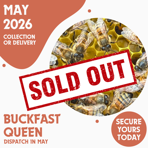 Buckfast Queen - Open Mated - Ready May 2026