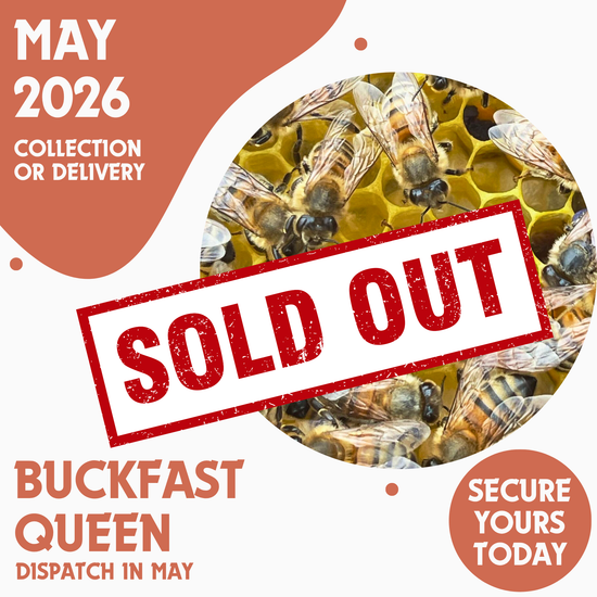 Buckfast Queen - Open Mated - Ready May 2026