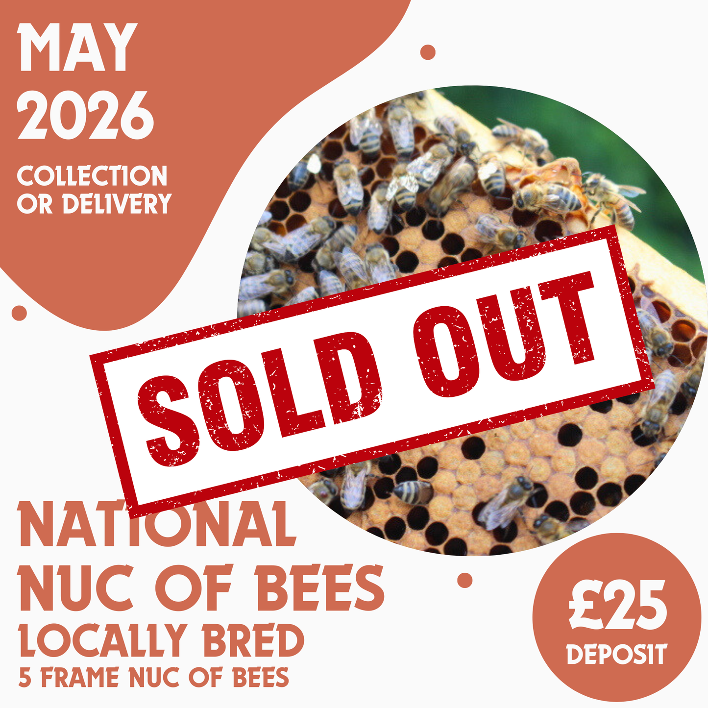 National 5 Frame Nuc of Bees - Locally Bred Queen - Ready May 2026