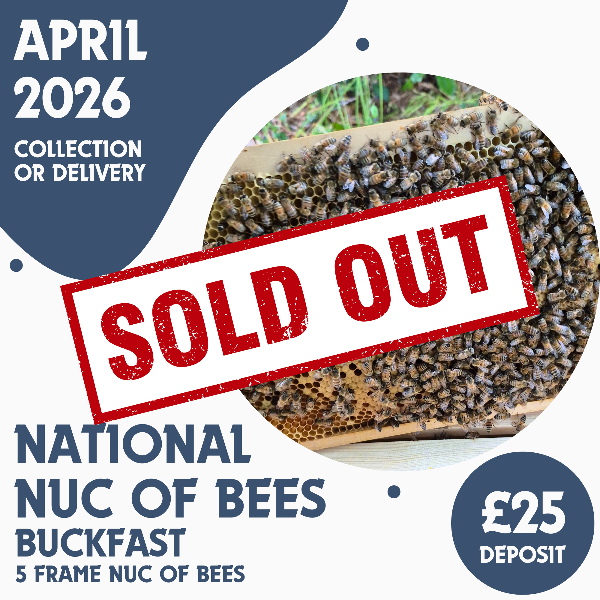 National 5 Frame Nuc of Bees - Buckfast - Ready April 2026
