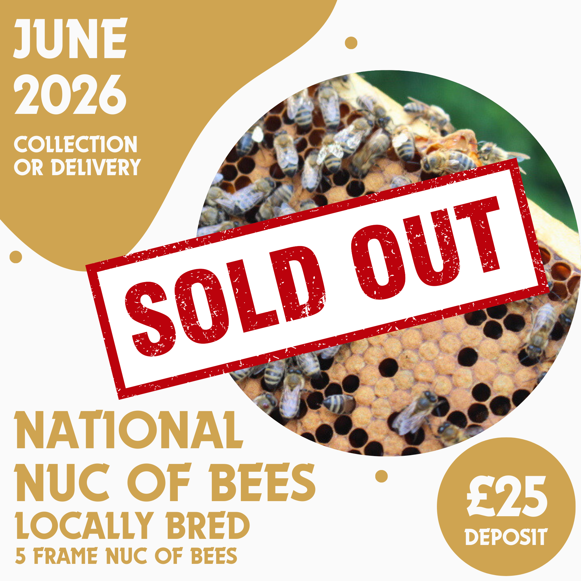 National 5 Frame Nuc of Bees - Locally Bred Queen - Ready June 2026