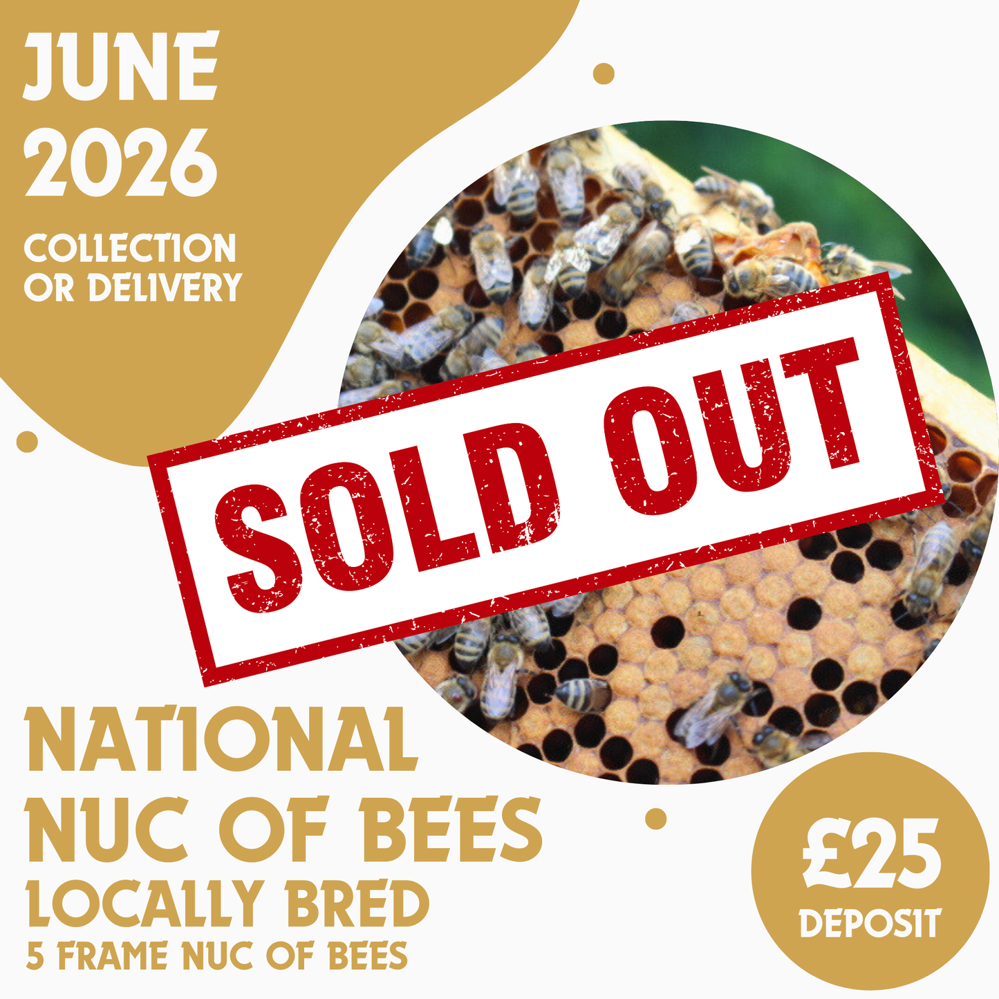 National 5 Frame Nuc of Bees - Locally Bred Queen - Ready June 2026