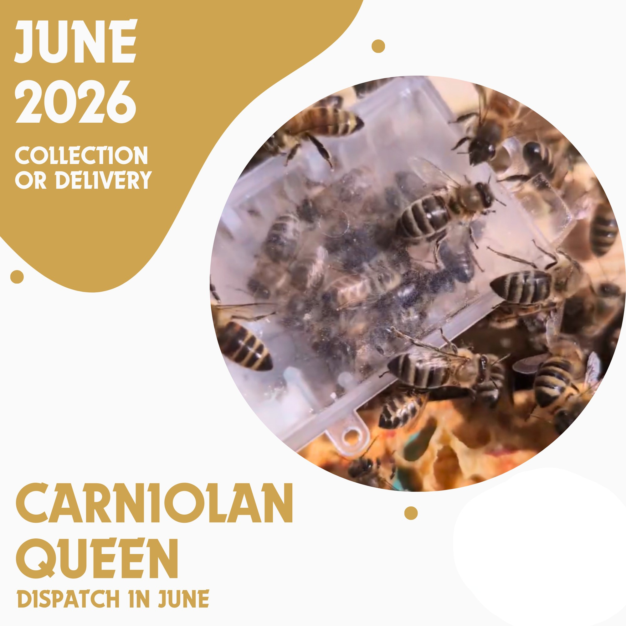 Carniolan Queen - Open Mated - Dispatch 25th June 2026