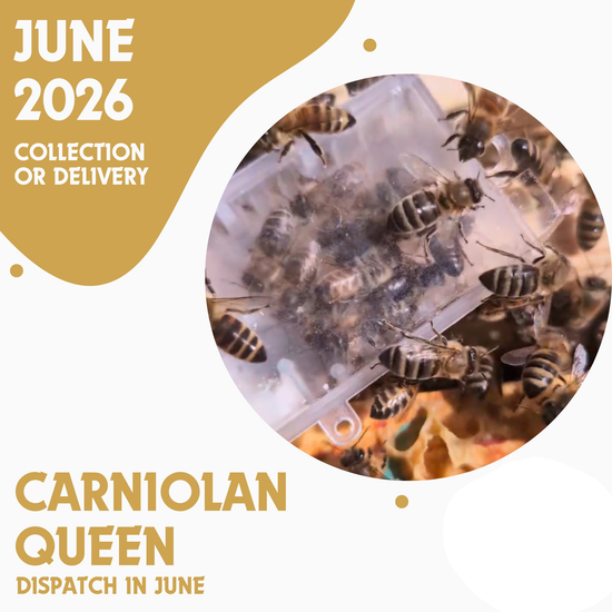 Carniolan Queen - Open Mated - Dispatch 25th June 2026