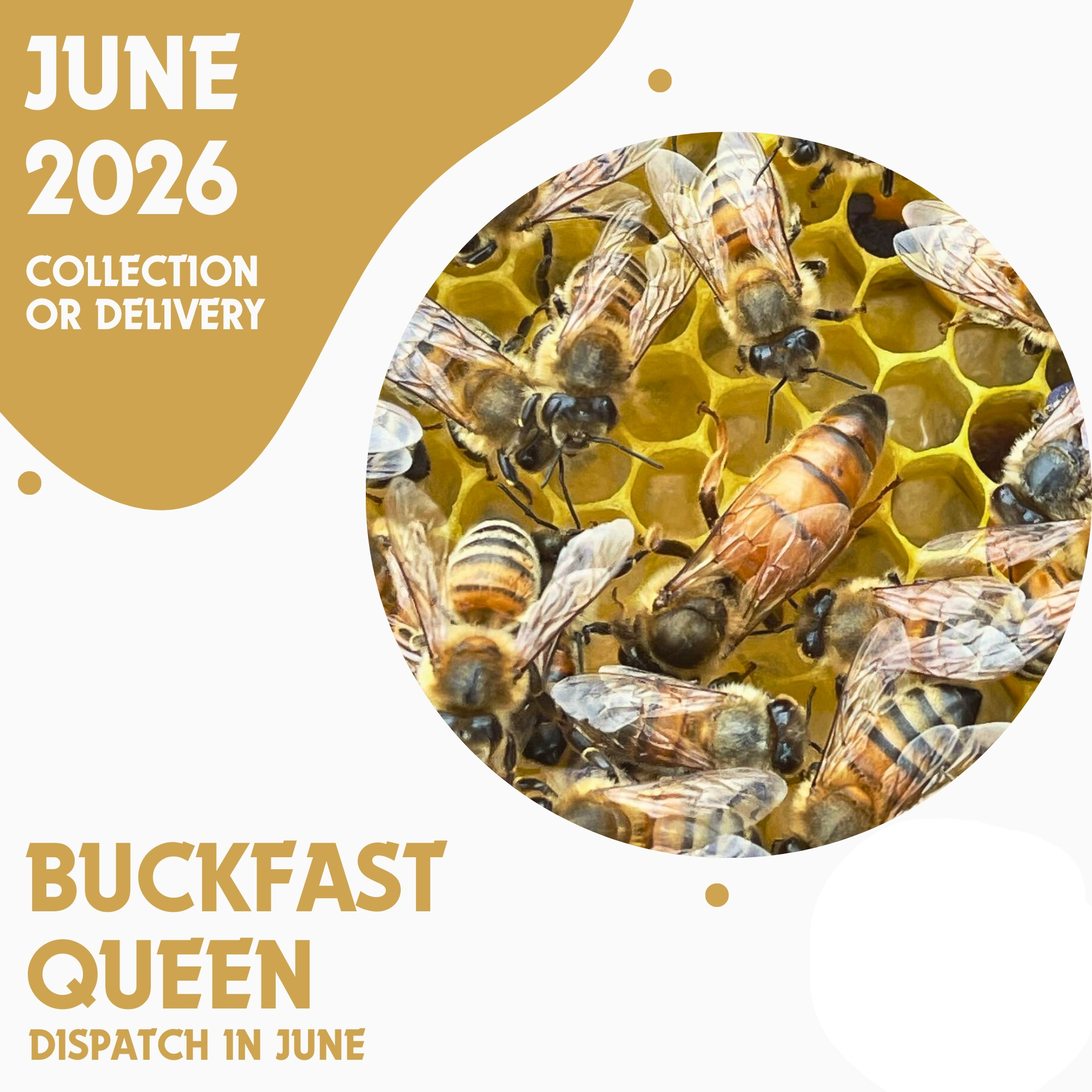 Buckfast Queen - Open Mated - Dispatch 25th June 2026